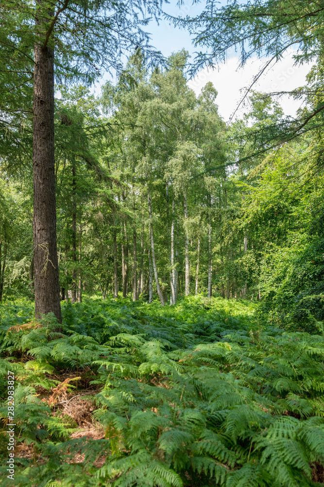 German Moor forest landscape with fern, grass and deciduous trees in summer German Moor forest landscape with fern, grass and deciduous trees in summer