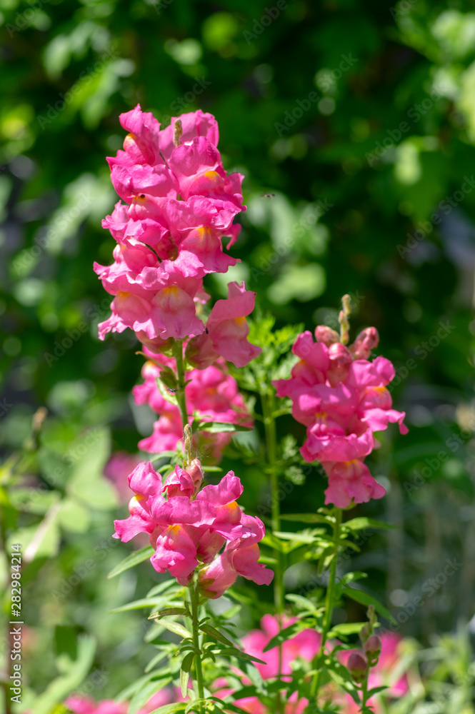 Fototapeta premium Antirrhinum majus ornamental flowerin plat, common snapdragon in bloom with buds, pink purple color, green leaves