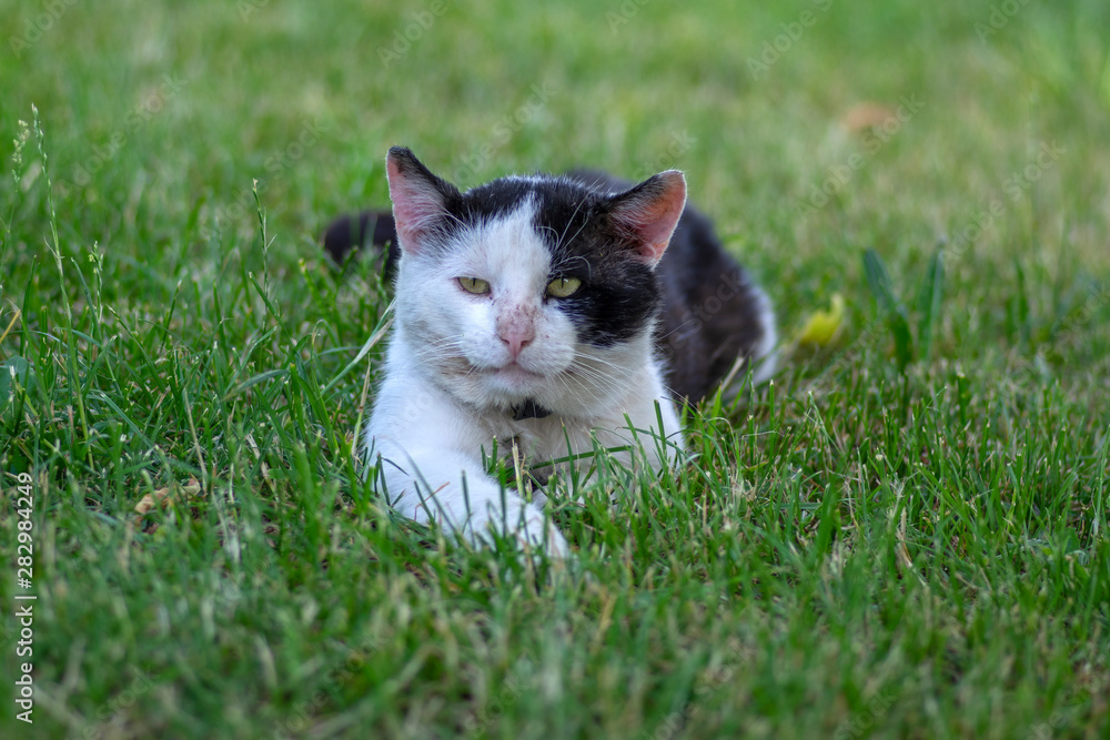 Old dirty black and white cat with collar lying in the grass, lazy relaxing time