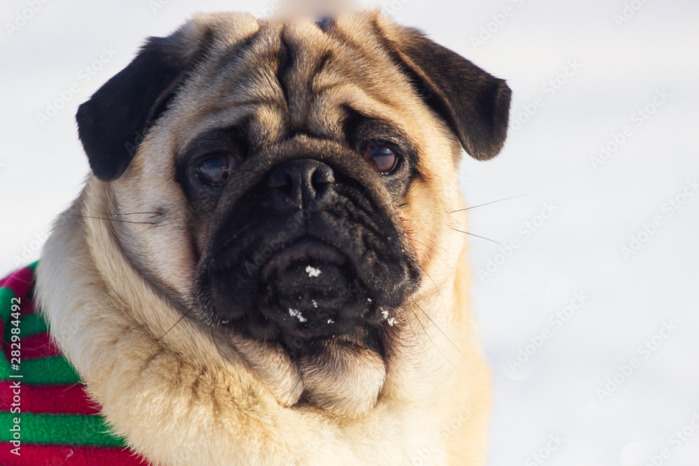 cute dog pug breed have a question and making funny face feeling so happiness and fun,Selective focus,Dog Friendly Concept in winter