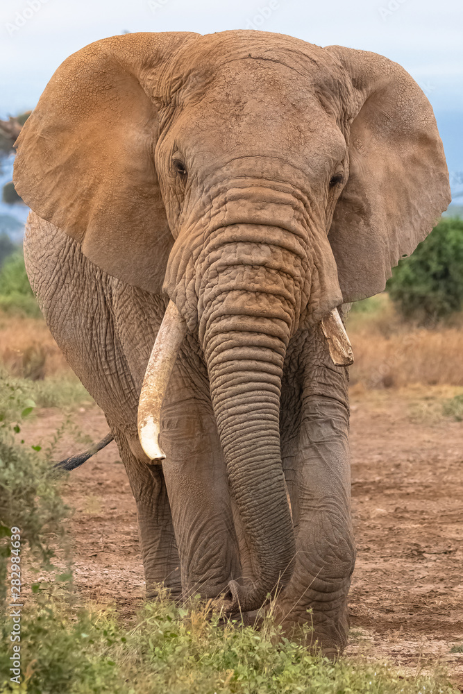 an old elephant walking from the front, with a broken defense