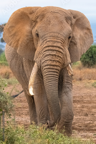an old elephant walking from the front  with a broken defense