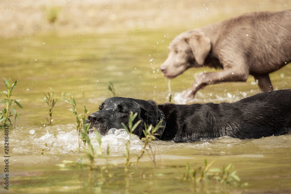 A black Labrador Retriever is playing in the water A black Labrador Retriever is playing in the water