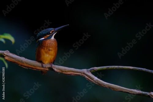 kingfisher in forest