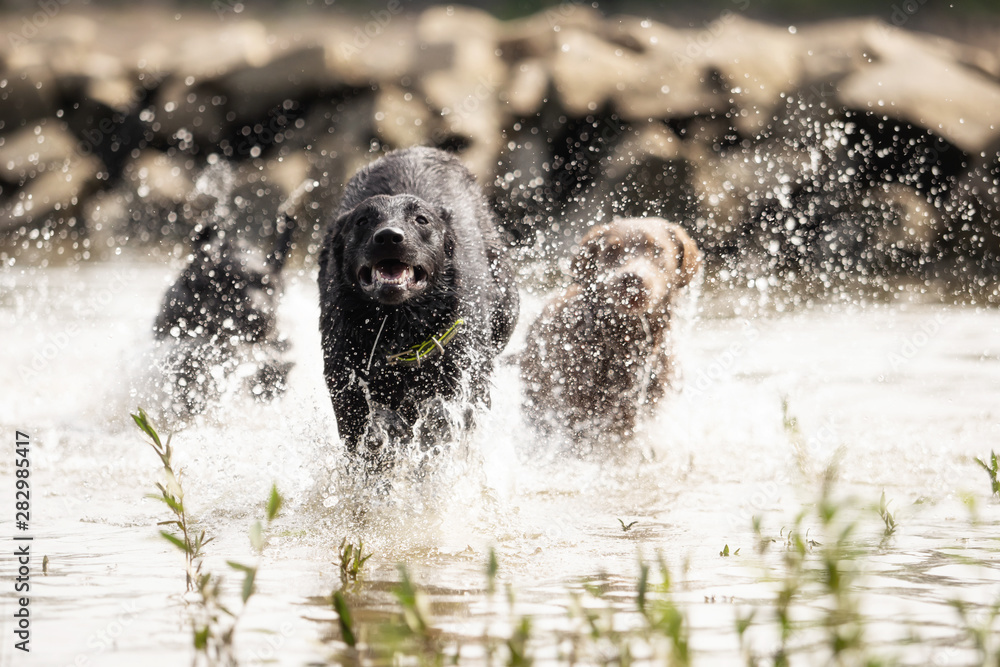 Obraz premium A black Labrador Retriever is playing in the water