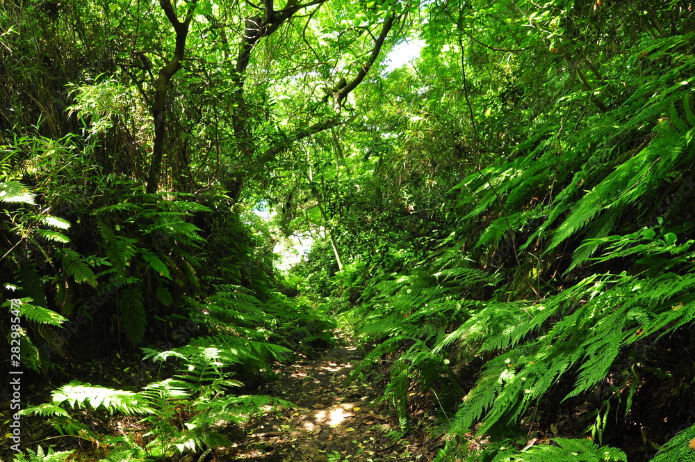 夏のシダの山登り 夏のシダの山登り