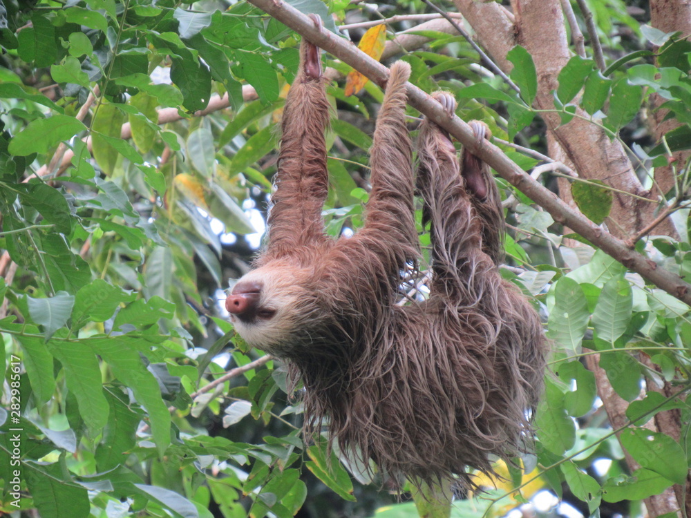 Fototapeta premium Cahuita, Costa Rica 2