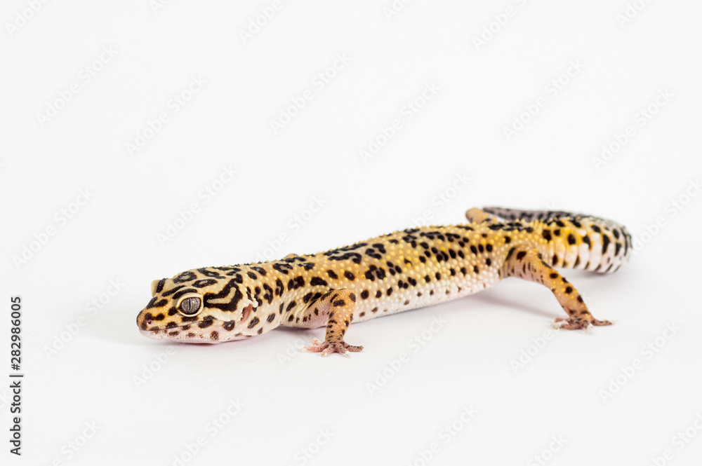 Detail of Leopard gecko (eublepharis macularius) isolated on white background Detail of Leopard gecko (eublepharis macularius) isolated on white background