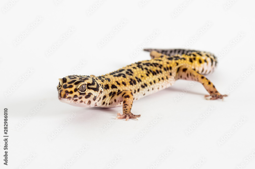 Naklejka premium Detail of Leopard gecko (eublepharis macularius) isolated on white background