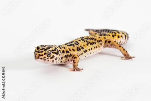 Detail of Leopard gecko (eublepharis macularius) isolated on white background
