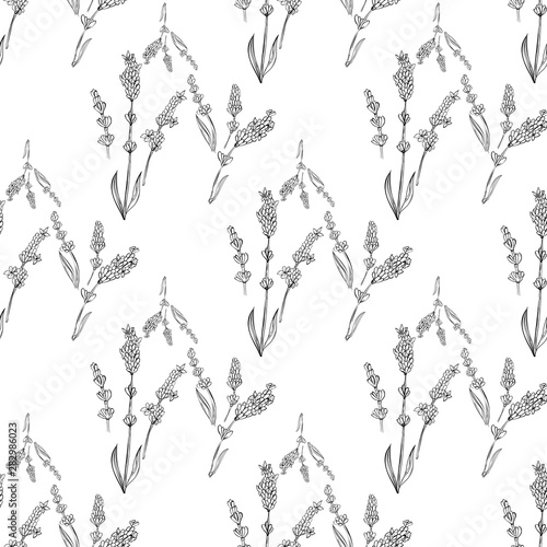 lavender natural hand drawn pattern white and black illustration. Herbal botanical  decoration background