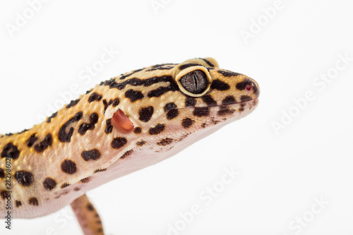 Detail of Leopard gecko (eublepharis macularius) isolated on white background
