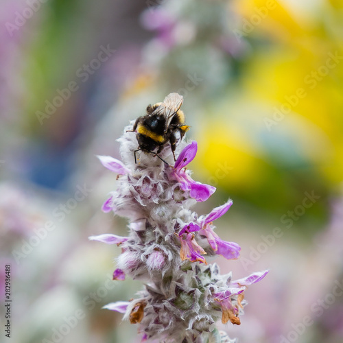 Bee on a flower of Stachys byzantin. Stachys byzantin is a perennial herbaceous plant height of 20-60 cm from the family Lamiaceae.  F © Flower_Garden