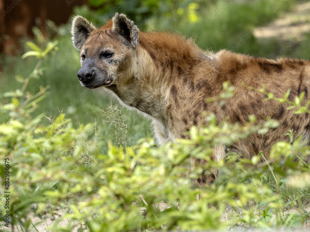 Hyena skvrnitá, Crocuta crocuta, Spotted hyena Stock Photo | Adobe Stock