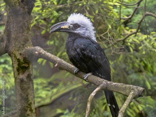 White-crested hornbill, Tropicranus albocristatus albocristatus, smaller hornbill with striking white head