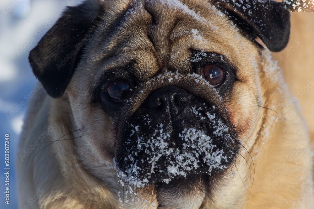 Dog pug is standing in the snow in winter landscape