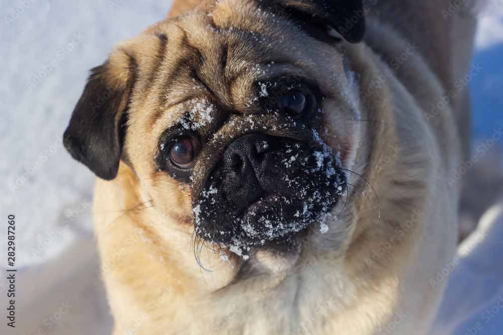 Obraz premium Dog pug is standing in the snow in winter landscape