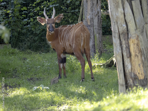 Mountain bongo  Tragelaphus eurycerus isaaci  is a large forest antelope