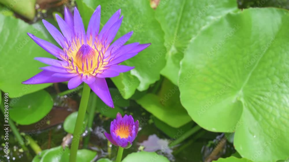 Lotus flower in pond with Lotus leaf,Lotus flower with bee in The garden. Lotus flower in pond with Lotus leaf,Lotus flower with bee in The garden.