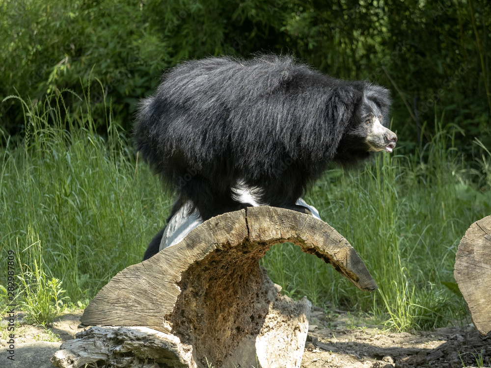 Sloth Bear, Melursus ursinus, female observing surroundings