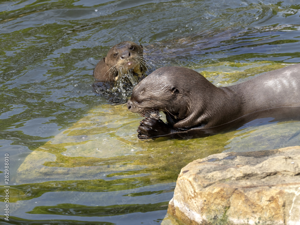 Obraz premium Giant otter, Pteronura brasiliensis, pair of otters with prey caught