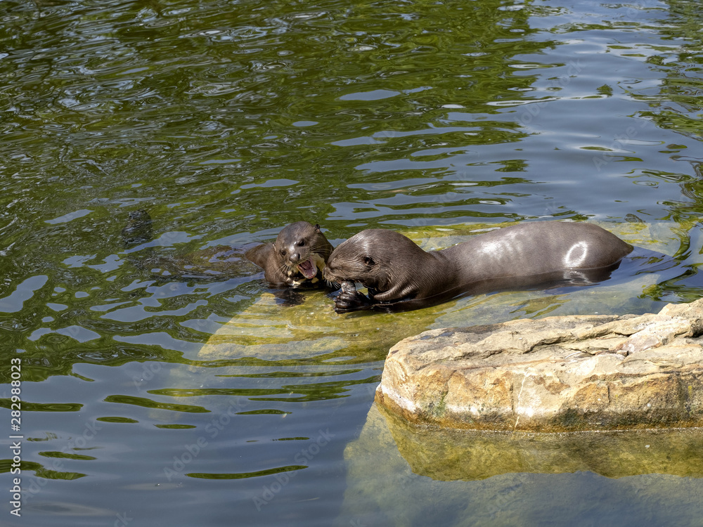 Fototapeta premium Giant otter, Pteronura brasiliensis, pair of otters with prey caught