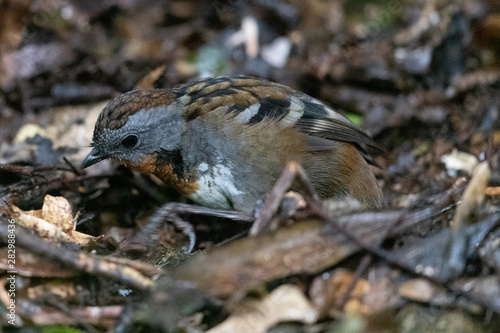 Australian Logrunner photo