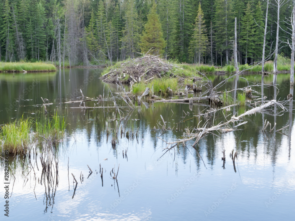 Taiga wetlands beaver lodge Castor canadensis Taiga wetlands beaver lodge Castor canadensis