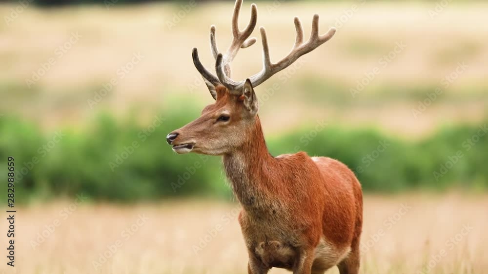 Yound Red Deer walking Yound Red Deer walking