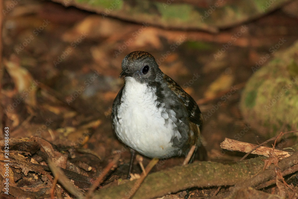 Obraz premium Australian Logrunner