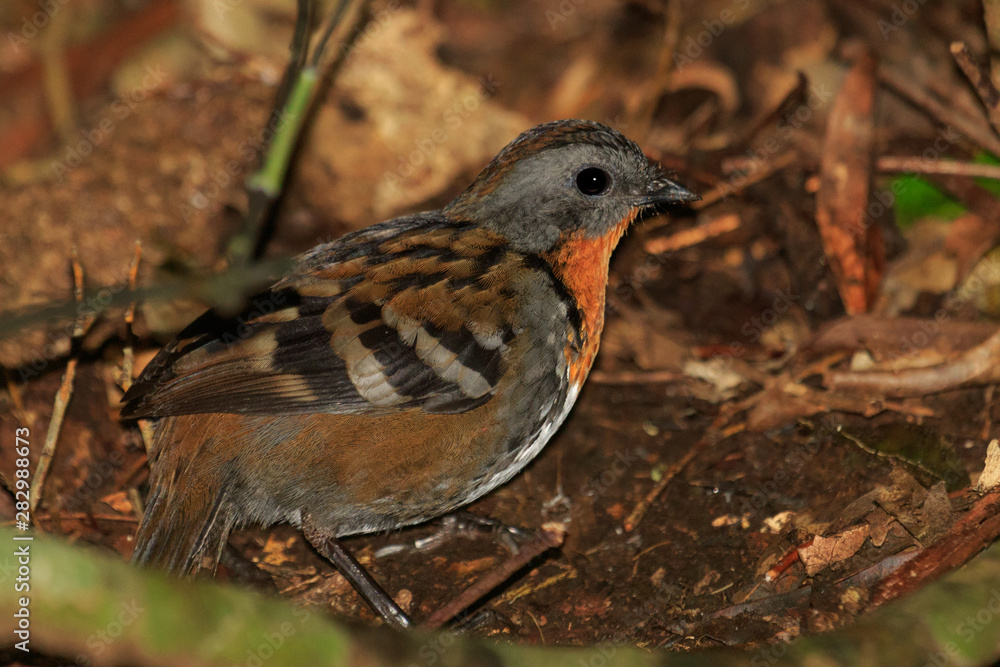 Australian Logrunner Australian Logrunner