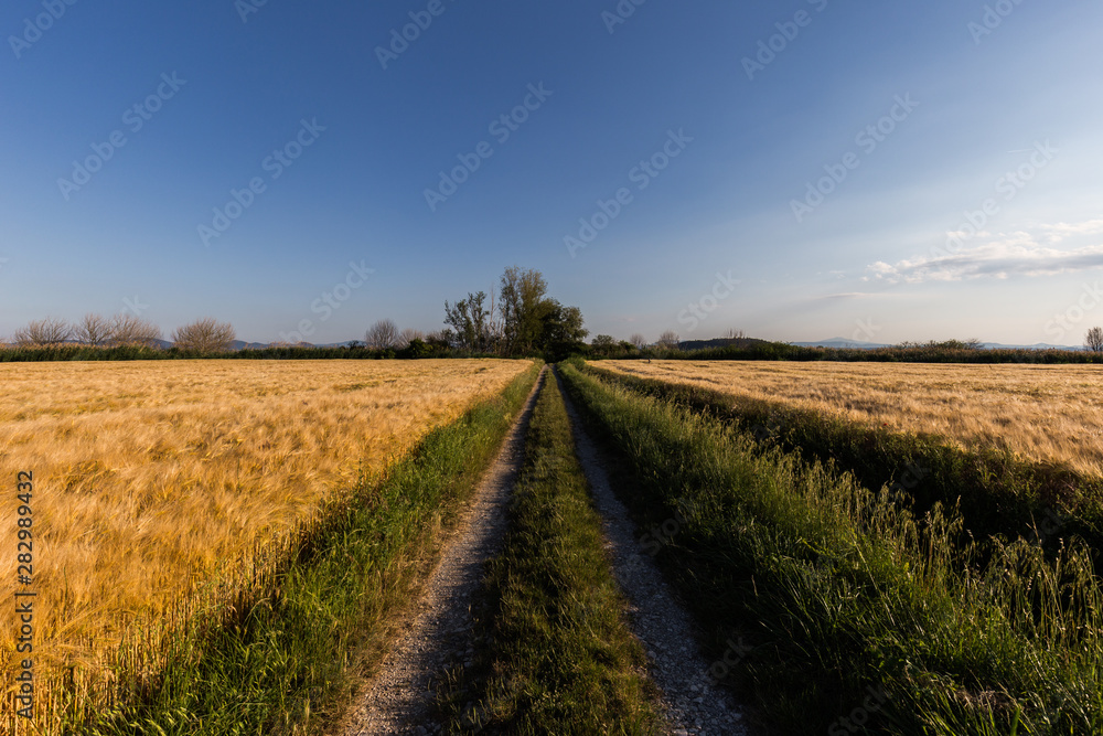 A path in the middle of a cultivated field full of golden wheat with some trees at distance, beneath a blue sky with white clouds