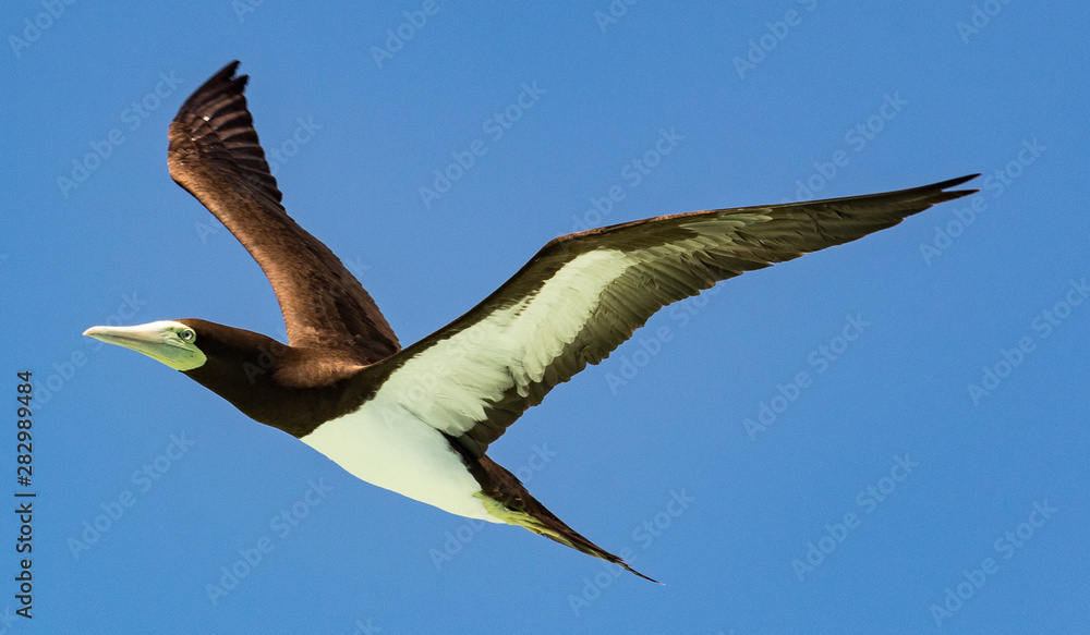 Obraz premium Brown Booby in Australia