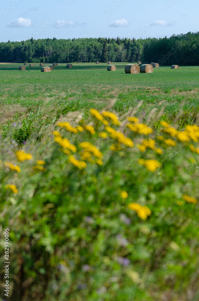 Yellow flowers and hay bales in Riding Mountain National Park, Manitoba