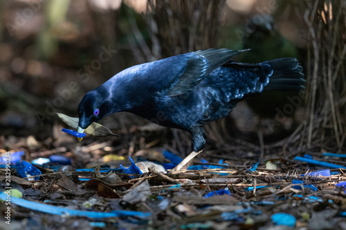 Satin Bowerbird in Australia