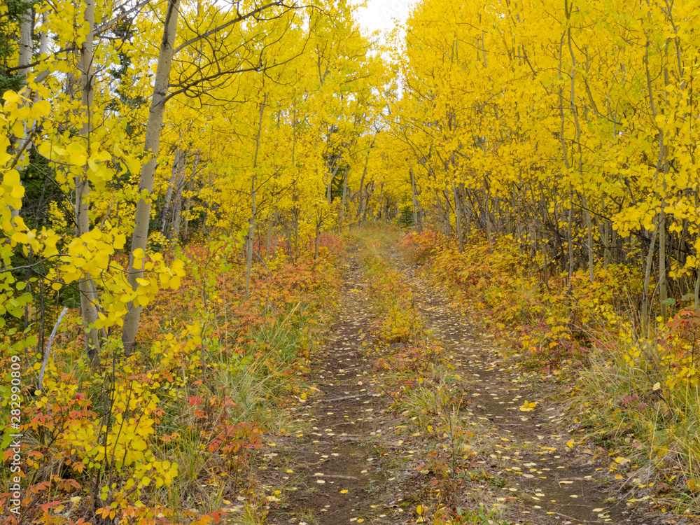 Fototapeta premium Wilderness trail golden fall aspen boreal forest