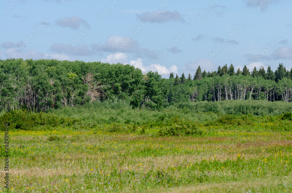 Obraz premium landscape with green grass and sky in Riding Mountain National Park, Manitoba