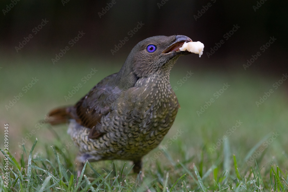Fototapeta premium Satin Bowerbird in Australia