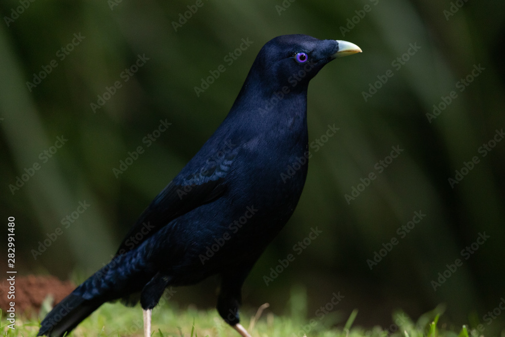 Obraz premium Satin Bowerbird in Australia