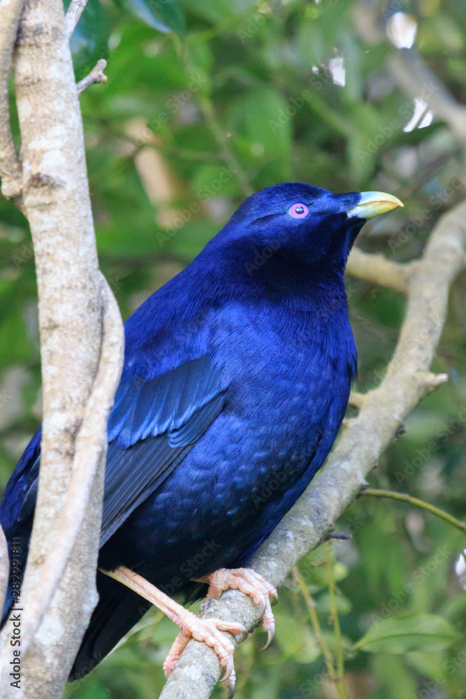 Satin Bowerbird in Australia Satin Bowerbird in Australia
