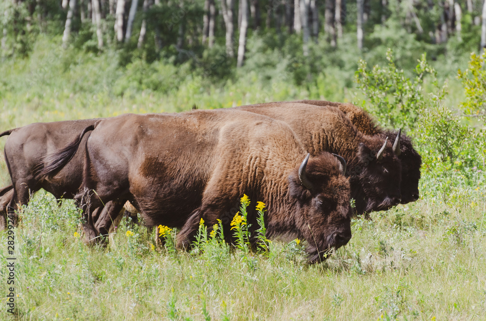 Herd of bison grazing in meadows at the Lake Audy Bison Enclosure at Riding Mountain National Park, Manitoba