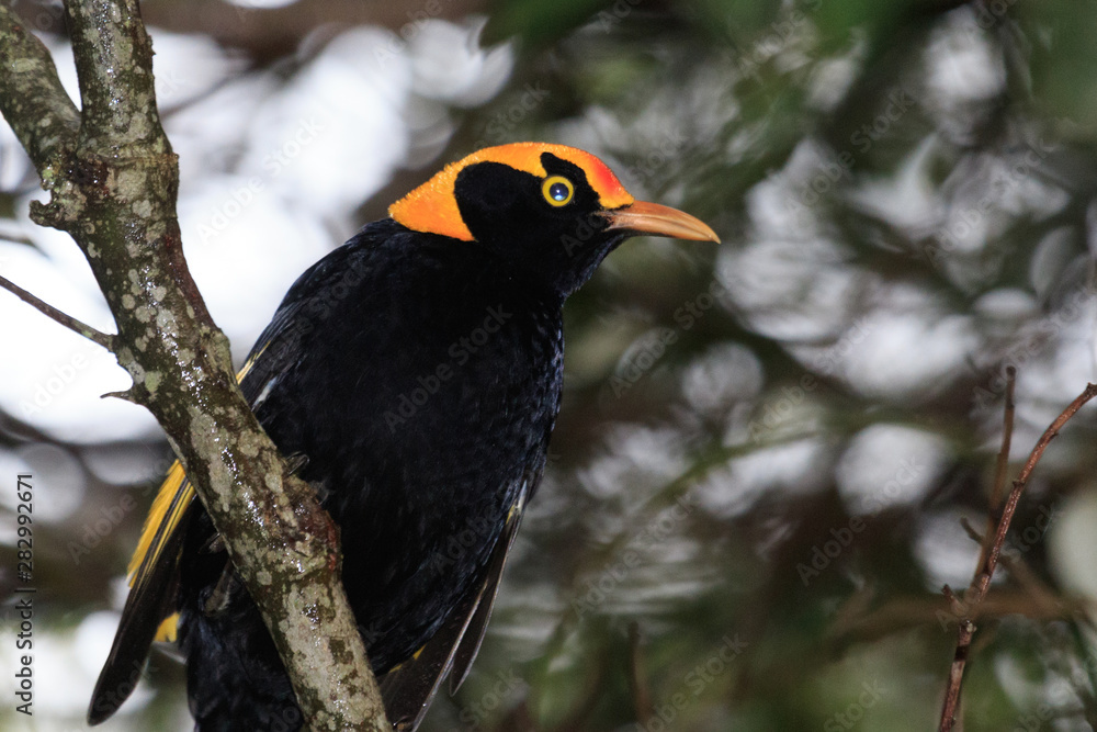 Regent Bowerbirds in Australia