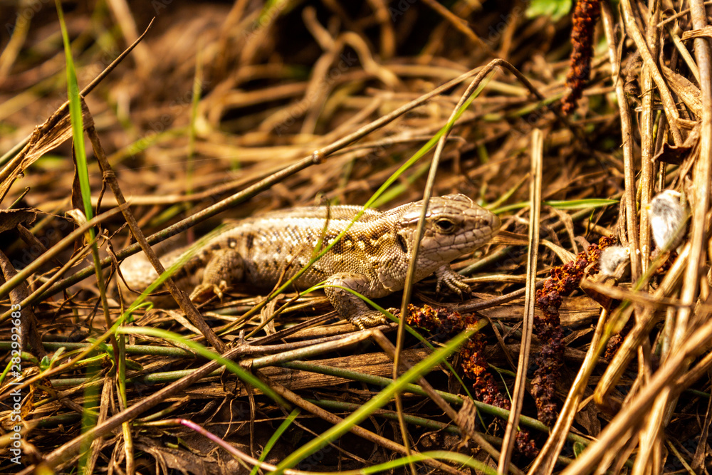 The little lizard, hiding, merges on the background of dry grass. The little lizard, hiding, merges on the background of dry grass.