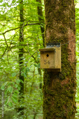 Artificial nest box in the Lydford Gorge Reserve