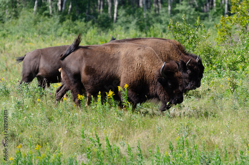 Bison herd grazing at the Lake Audy Bison Enclosure at Riding Mountain National Park Winnipeg, Manitoba, Canada - Travel Destination © Daniel