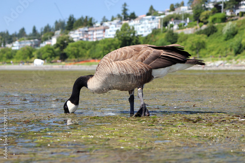 Close up shot of Canada goose foraging for food in low tide at White Rock Beach, in White Rock BC, Canada. 