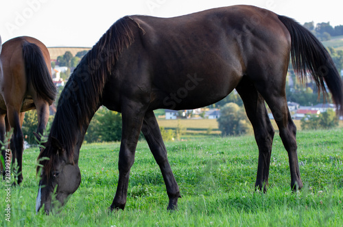 young brown mares  in a pasturage