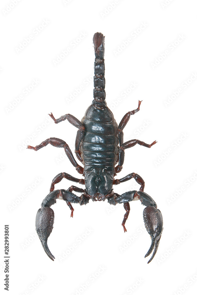 Scorpion on white background with clipping path Scorpion on white background with clipping path