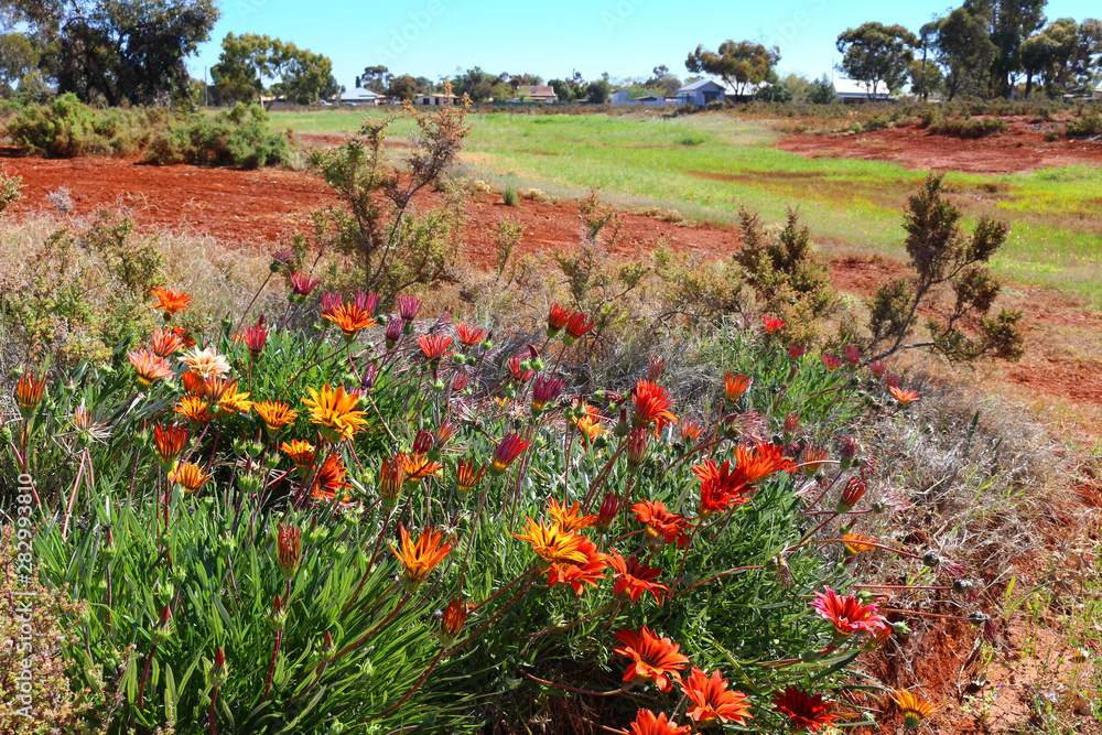 Invasive weed - Gazania flower native to Southern Africa in front of Western Australia rural dwelling