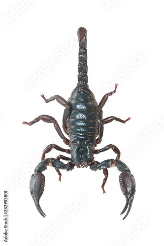 Scorpion on white background with clipping path